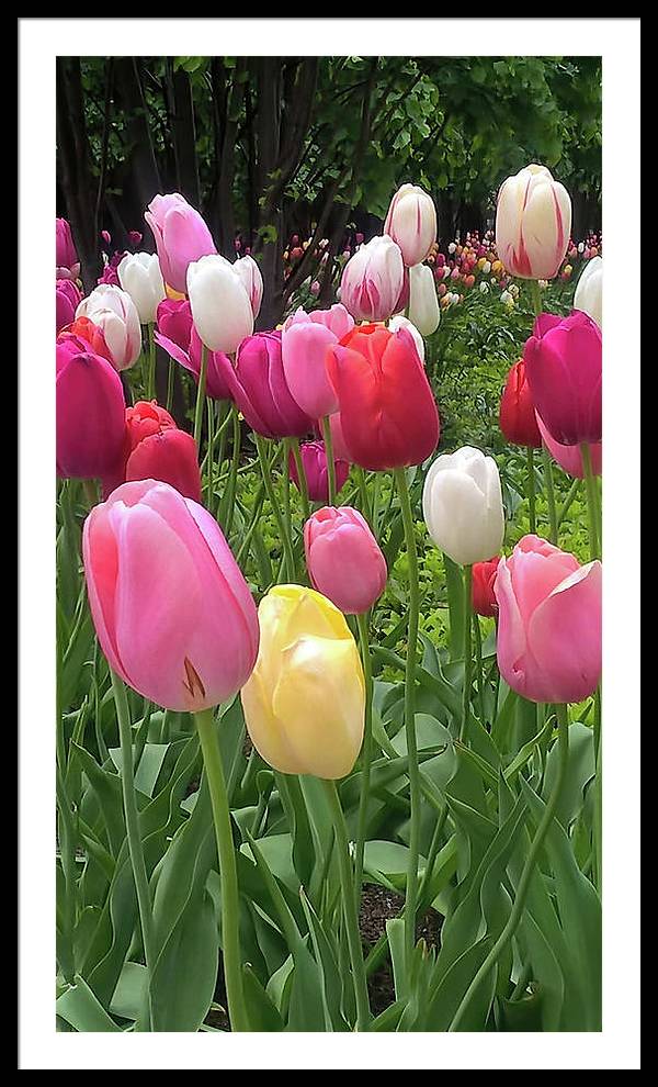 Home Chicago Tulips - Framed Print