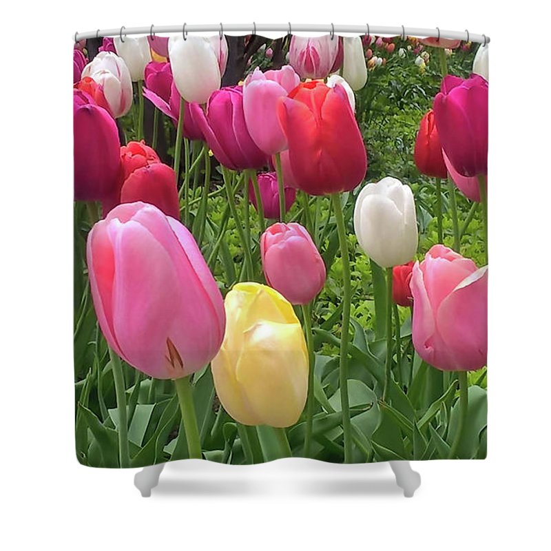 Home Chicago Tulips - Shower Curtain