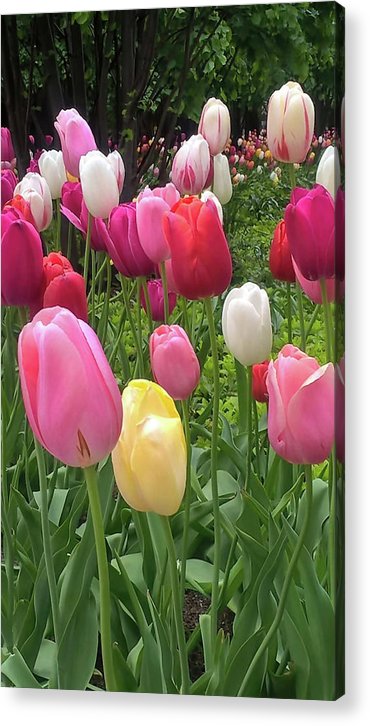Home Chicago Tulips - Acrylic Print