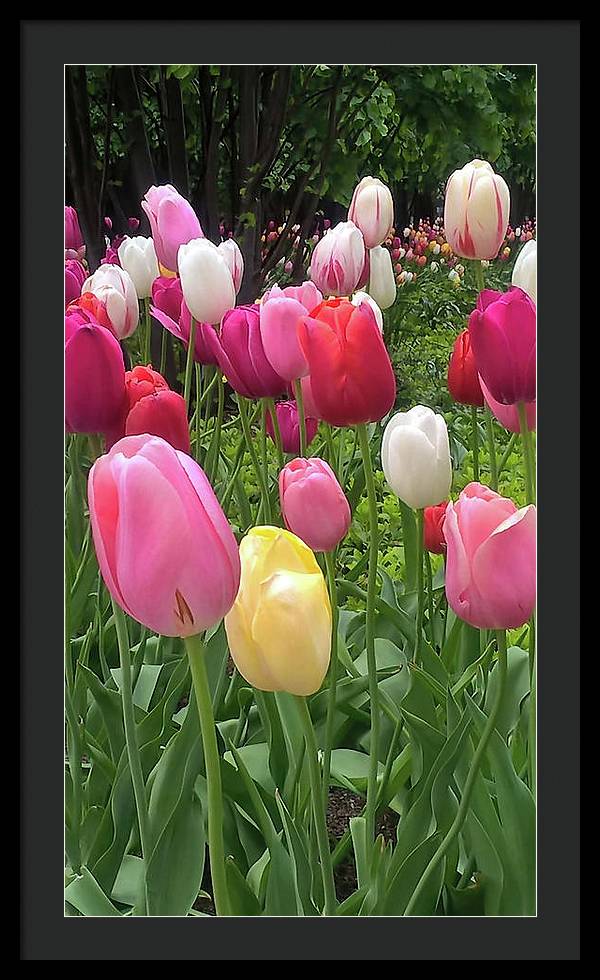 Home Chicago Tulips - Framed Print