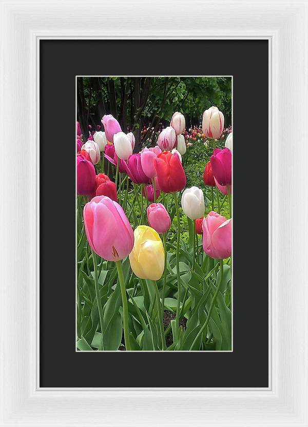 Home Chicago Tulips - Framed Print