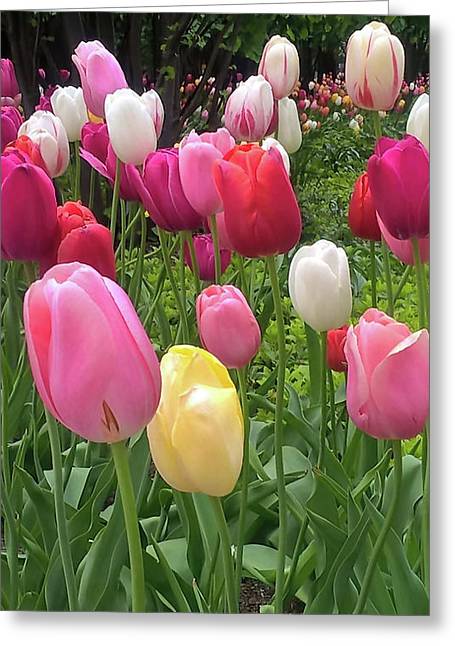 Home Chicago Tulips - Greeting Card