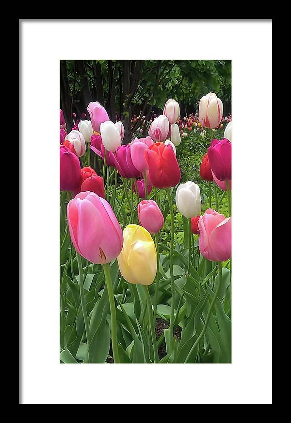 Home Chicago Tulips - Framed Print