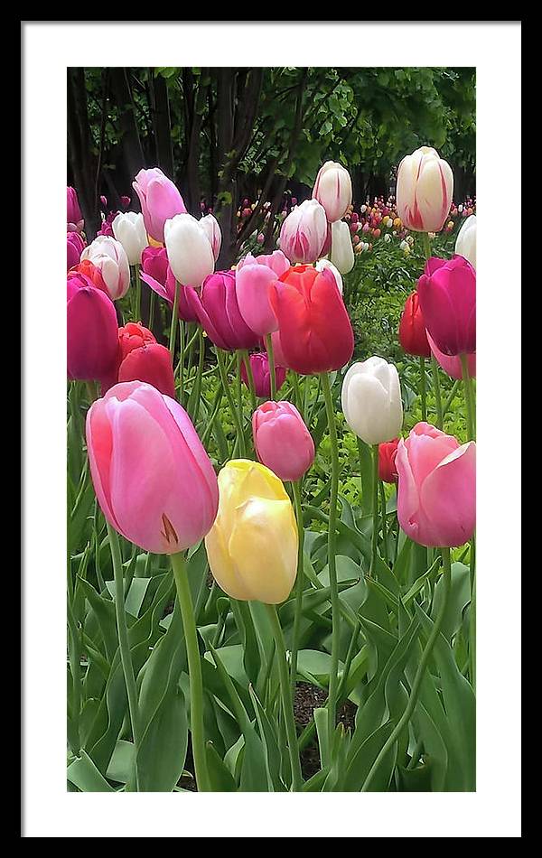 Home Chicago Tulips - Framed Print