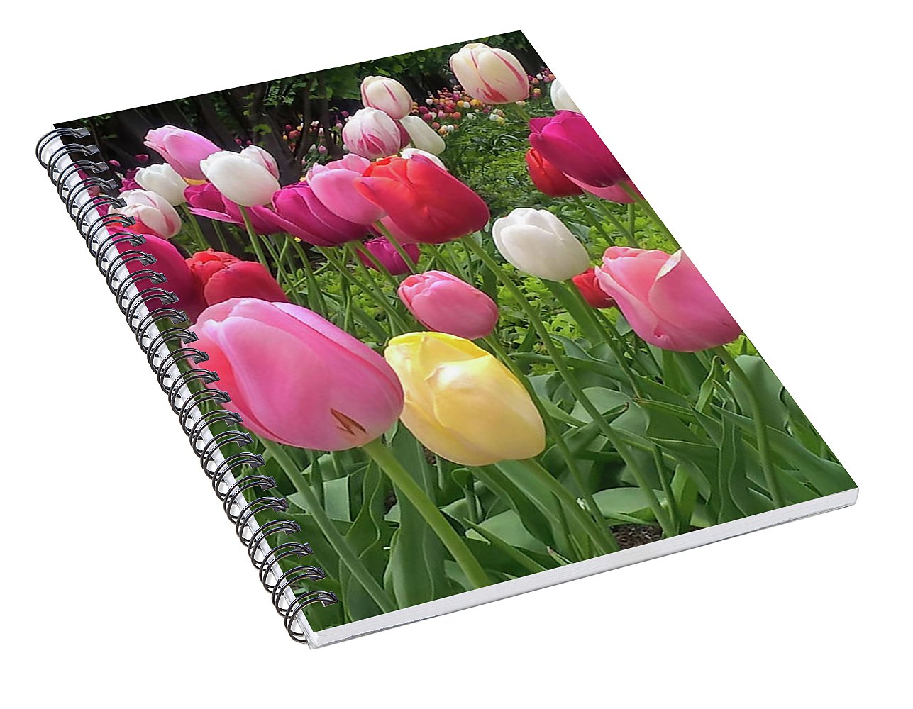 Home Chicago Tulips - Spiral Notebook