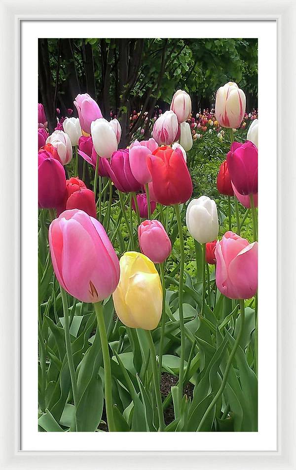 Home Chicago Tulips - Framed Print