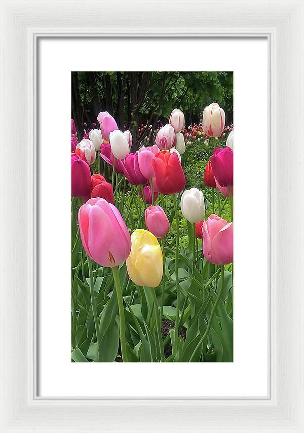 Home Chicago Tulips - Framed Print