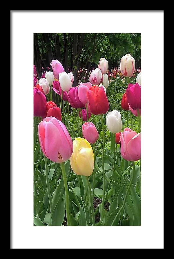 Home Chicago Tulips - Framed Print