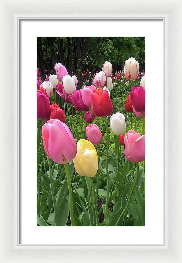 Home Chicago Tulips - Framed Print