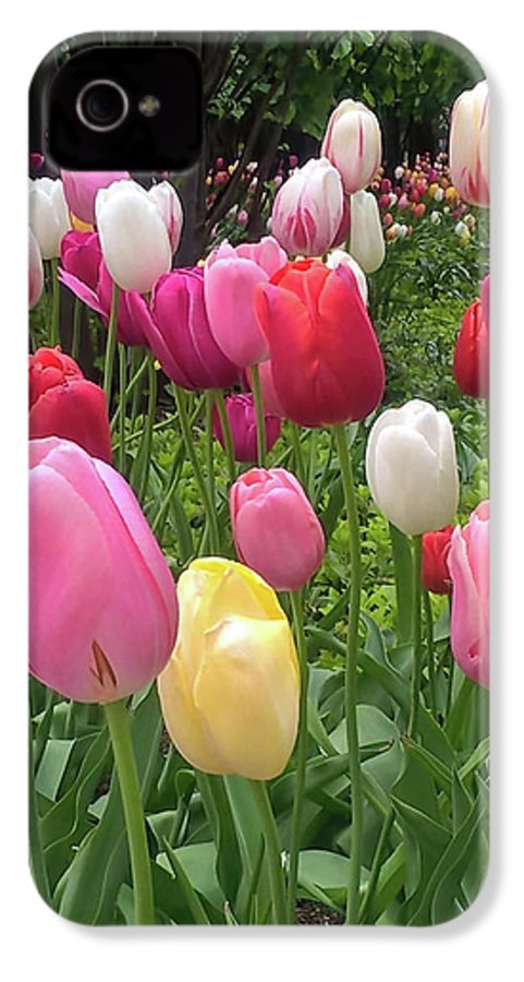 Home Chicago Tulips - Phone Case