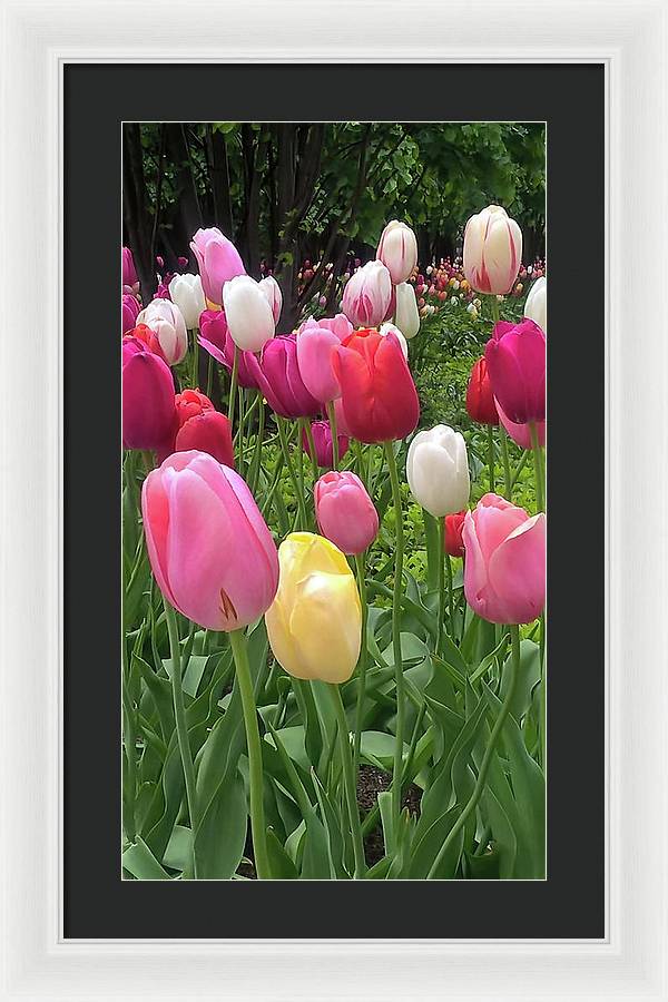 Home Chicago Tulips - Framed Print