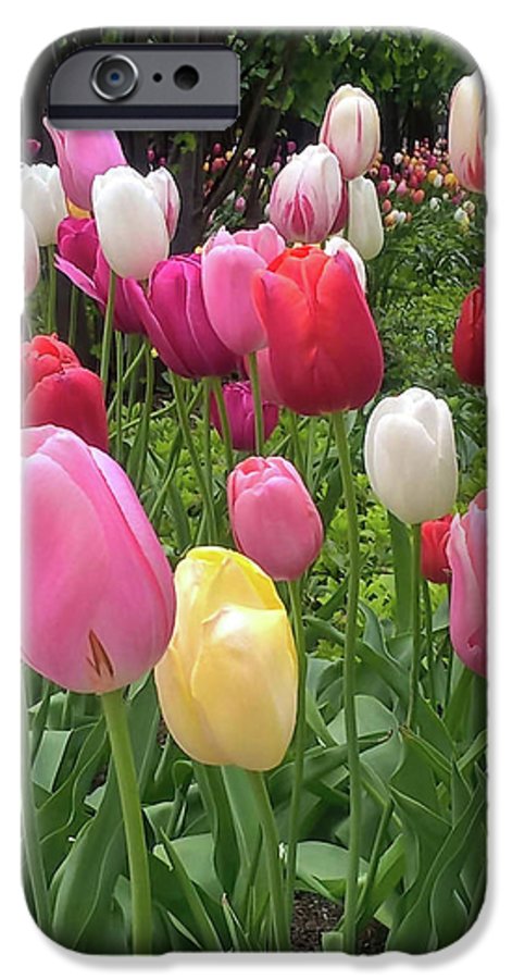 Home Chicago Tulips - Phone Case