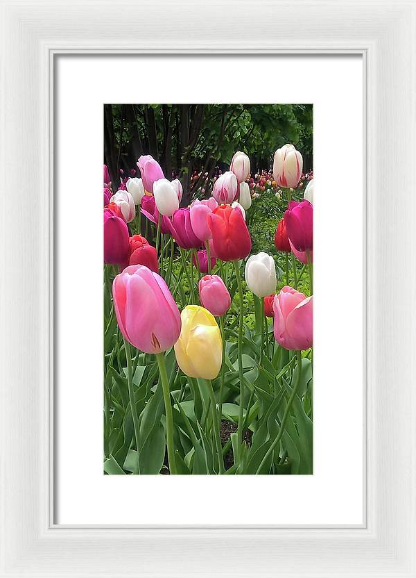 Home Chicago Tulips - Framed Print