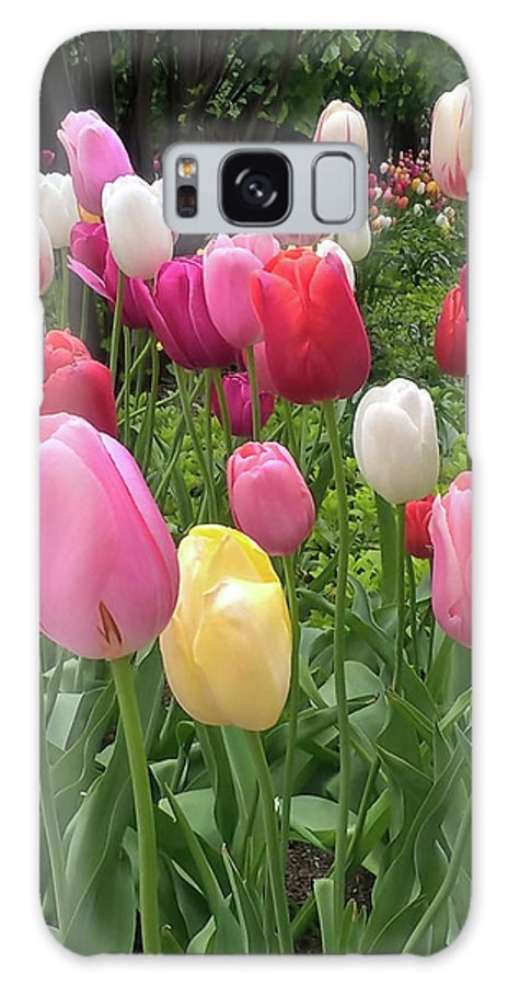 Home Chicago Tulips - Phone Case