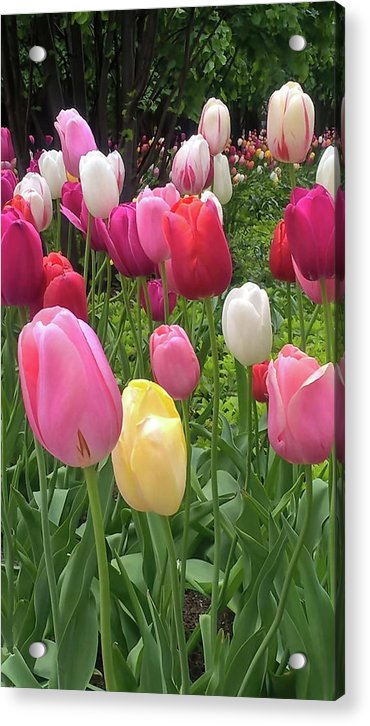 Home Chicago Tulips - Acrylic Print