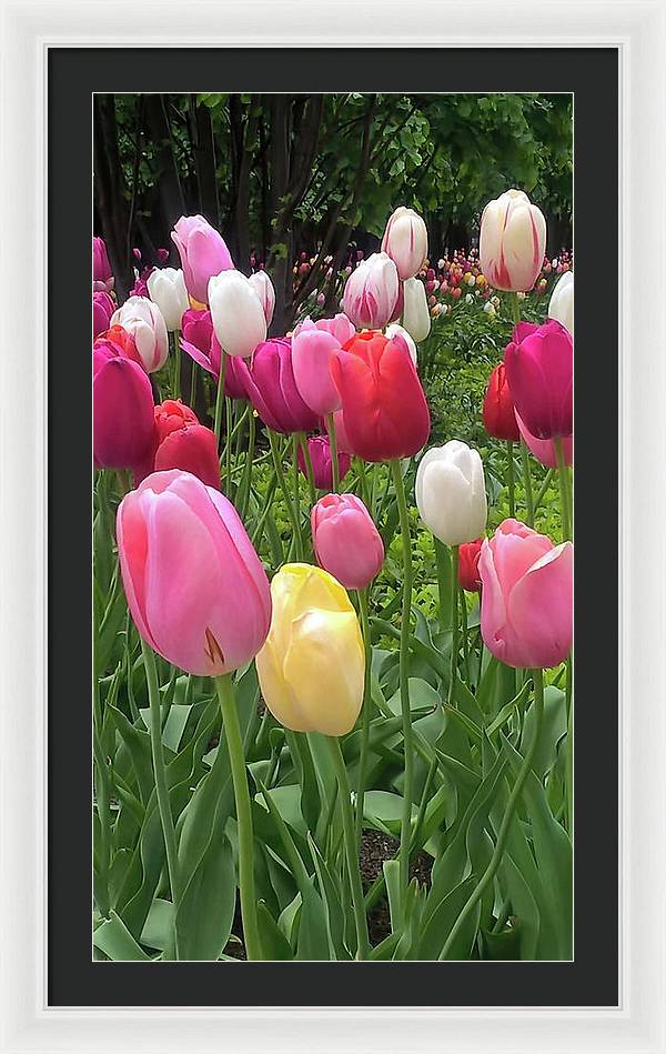 Home Chicago Tulips - Framed Print