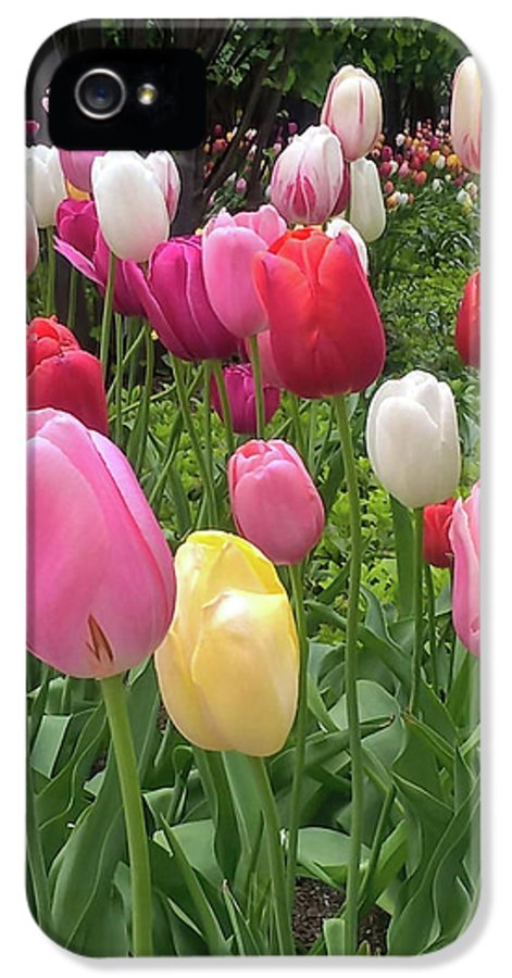 Home Chicago Tulips - Phone Case