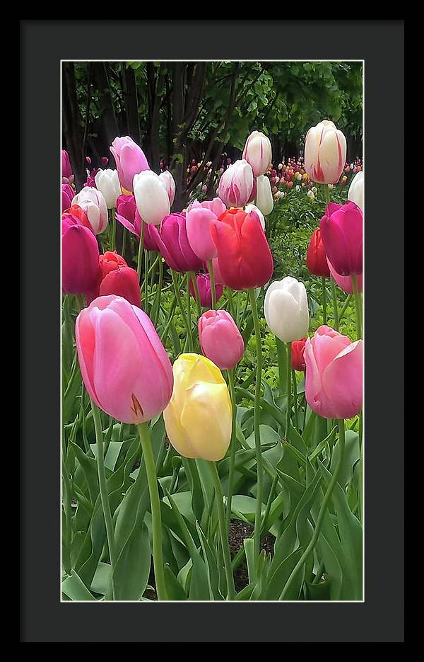 Home Chicago Tulips - Framed Print