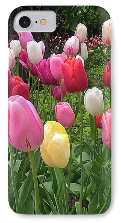 Home Chicago Tulips - Phone Case