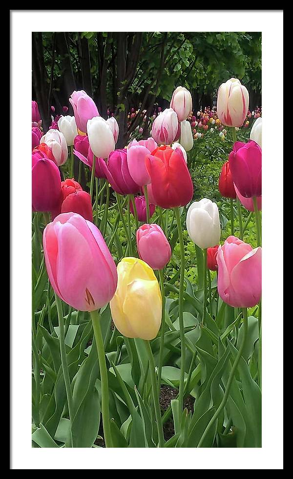 Home Chicago Tulips - Framed Print