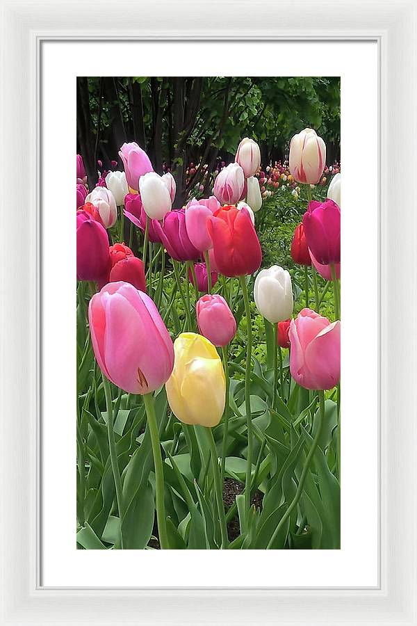 Home Chicago Tulips - Framed Print