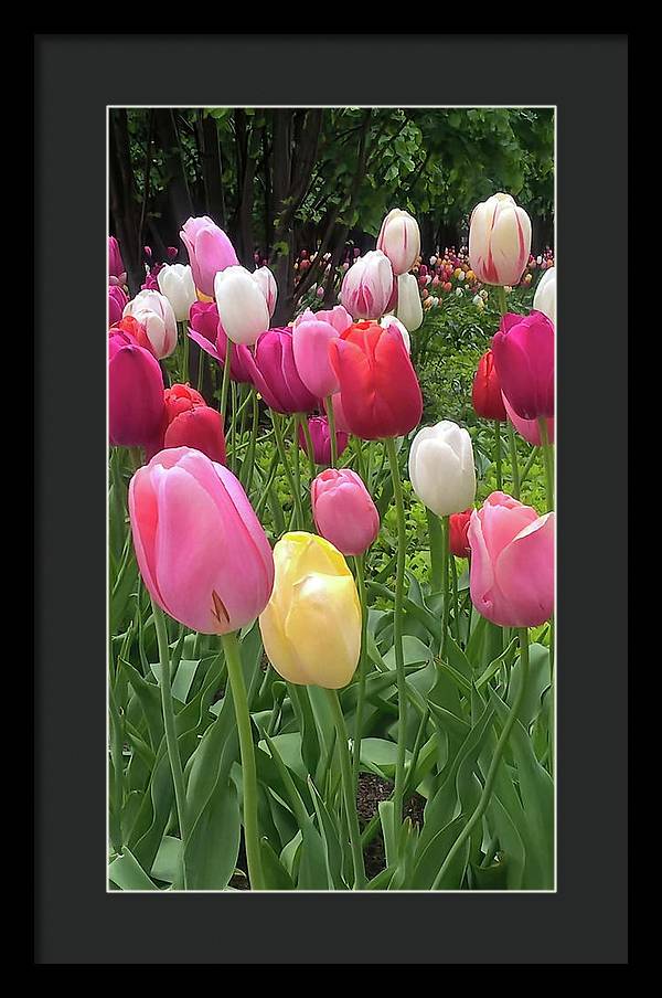 Home Chicago Tulips - Framed Print