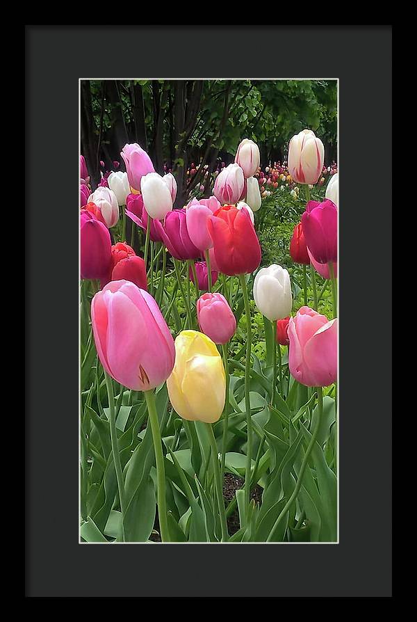 Home Chicago Tulips - Framed Print