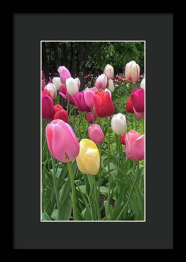 Home Chicago Tulips - Framed Print