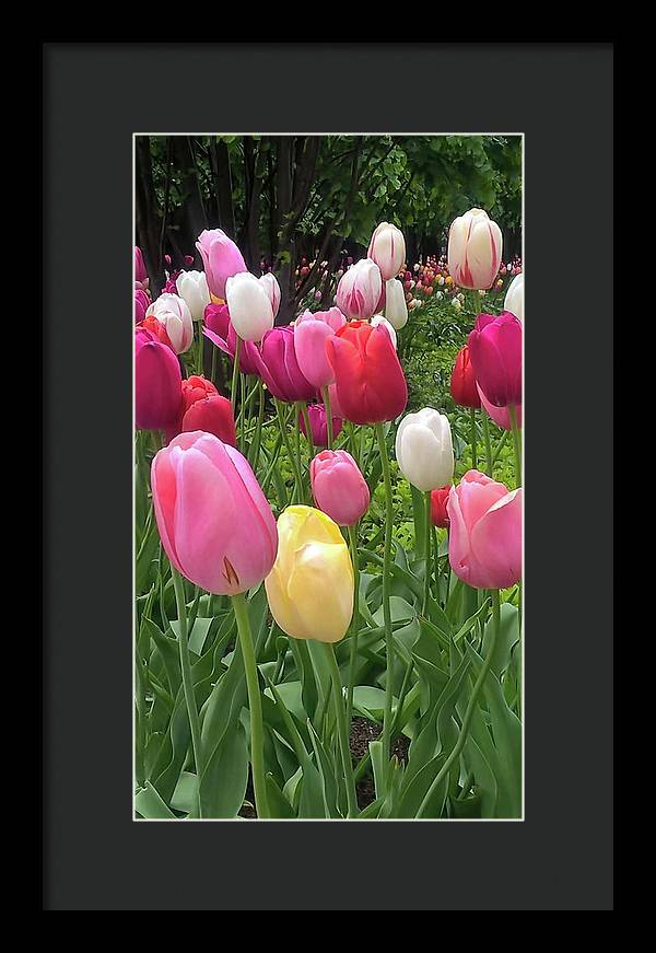 Home Chicago Tulips - Framed Print