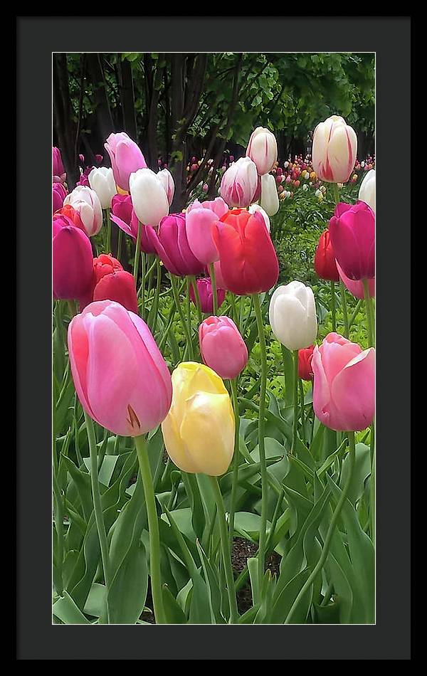 Home Chicago Tulips - Framed Print