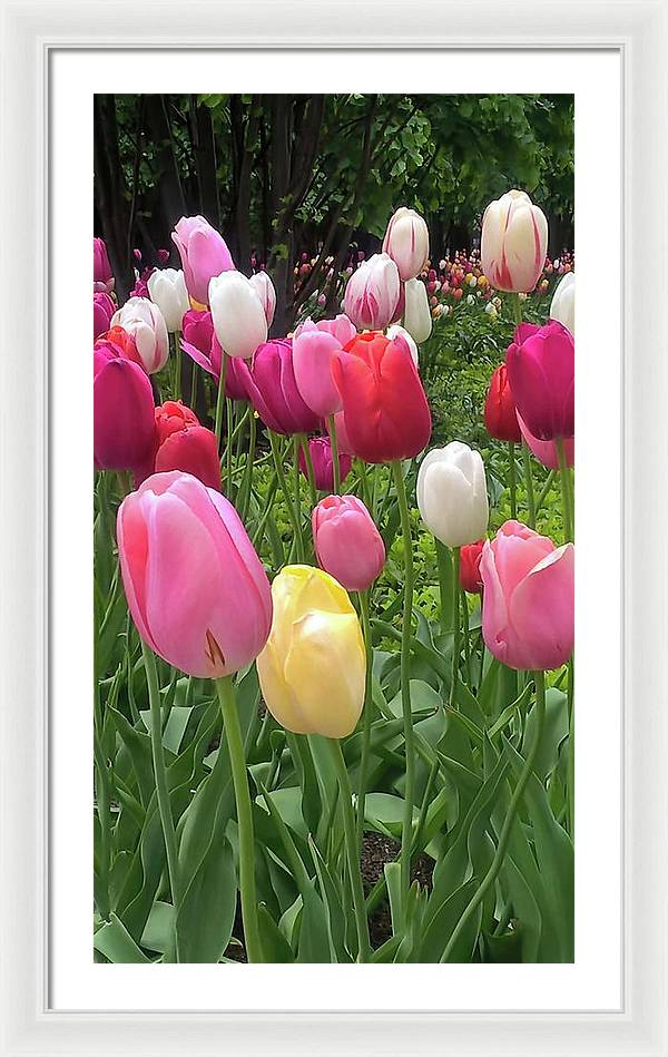 Home Chicago Tulips - Framed Print