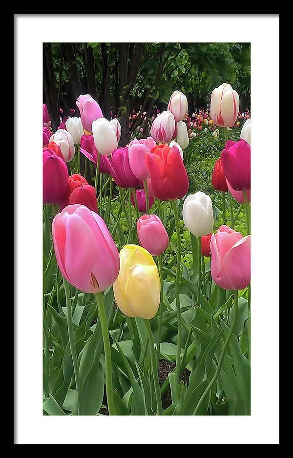 Home Chicago Tulips - Framed Print