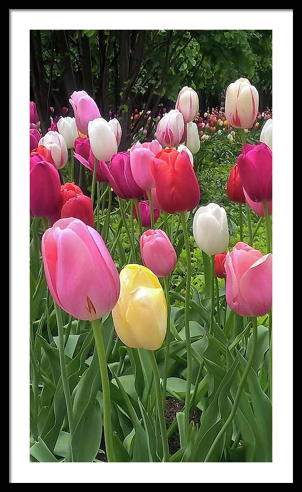 Home Chicago Tulips - Framed Print