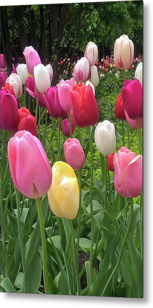 Home Chicago Tulips - Metal Print