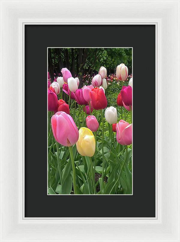 Home Chicago Tulips - Framed Print