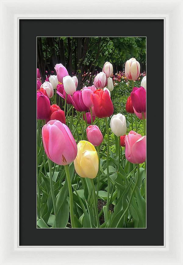 Home Chicago Tulips - Framed Print