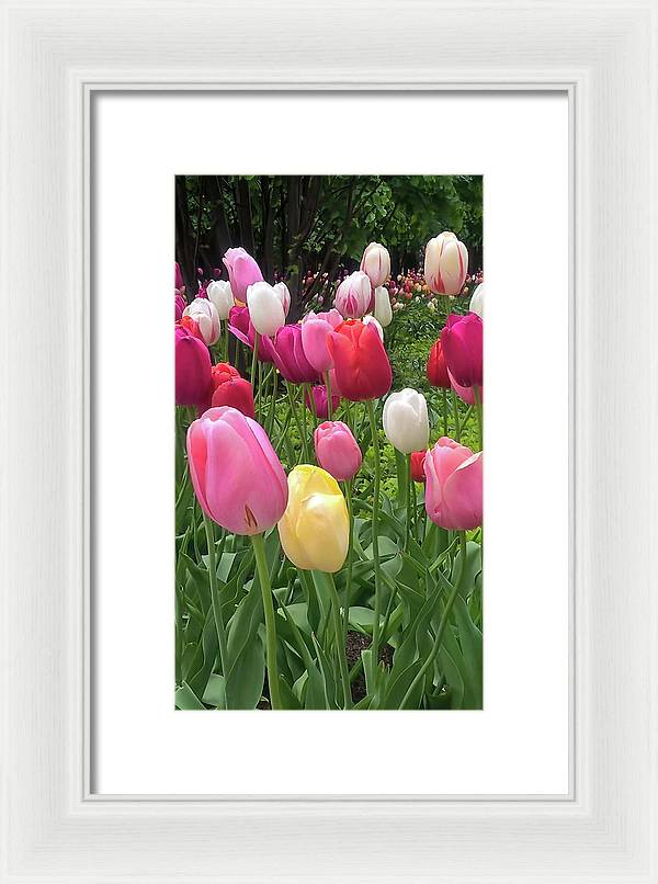 Home Chicago Tulips - Framed Print