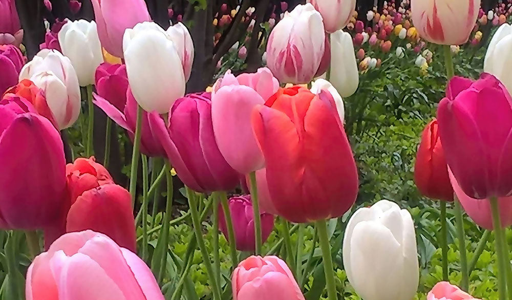Home Chicago Tulips Digital Image Download