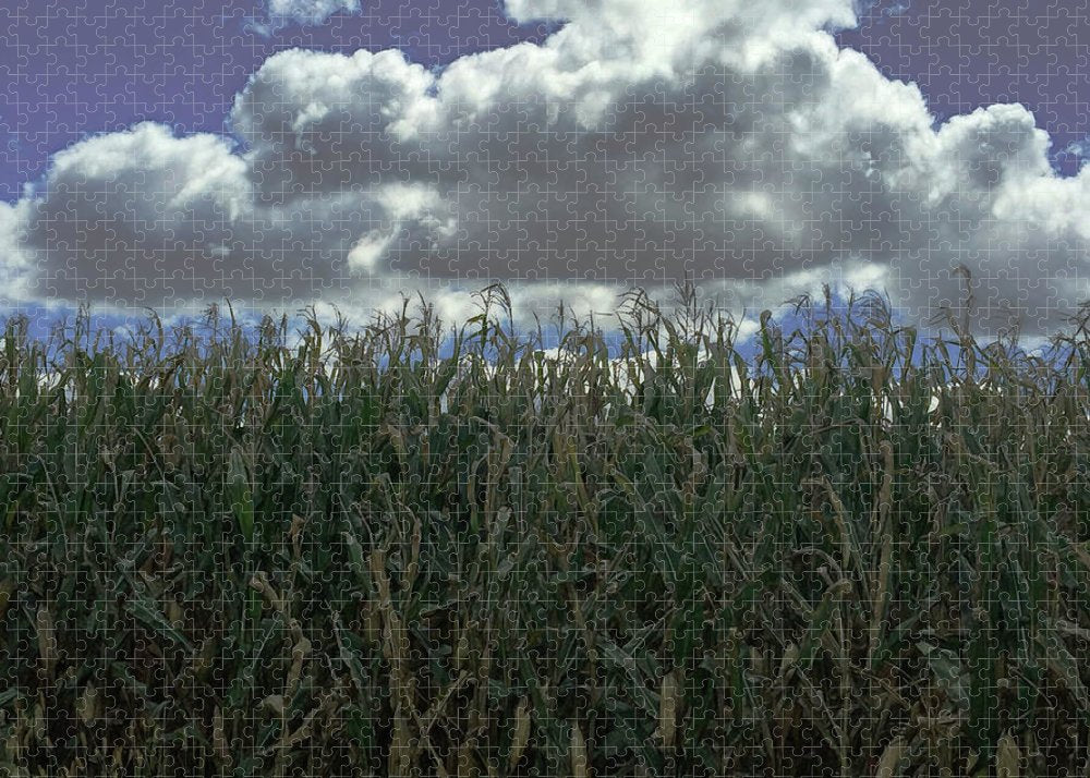 Illinois Corn - Puzzle