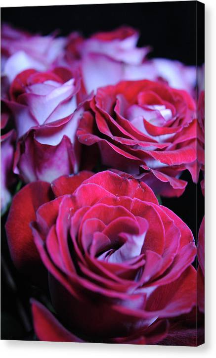 Latin Dancer Rose Group - Canvas Print