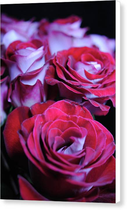 Latin Dancer Rose Group - Canvas Print