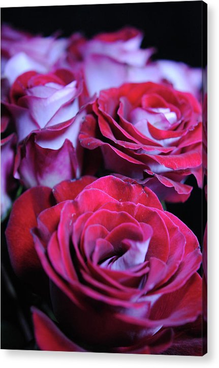 Latin Dancer Rose Group - Acrylic Print