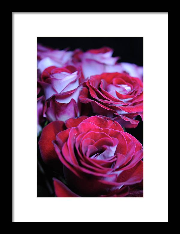 Latin Dancer Rose Group - Framed Print