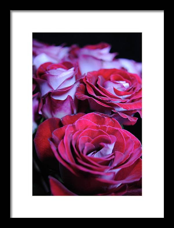 Latin Dancer Rose Group - Framed Print