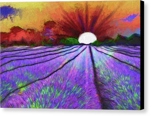 Lavender Field Sunrise - Canvas Print