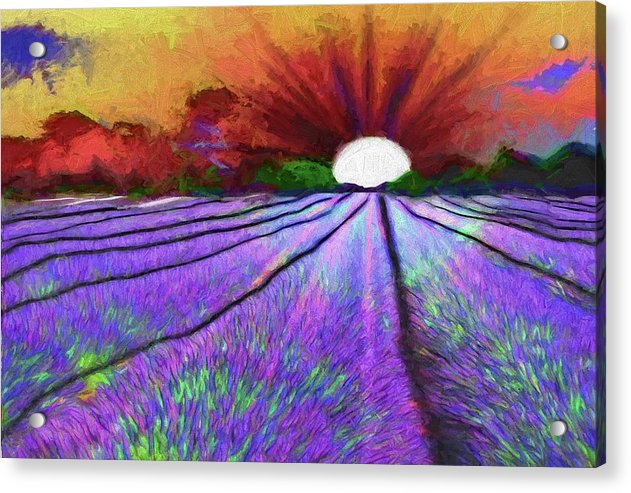Lavender Field Sunrise - Acrylic Print
