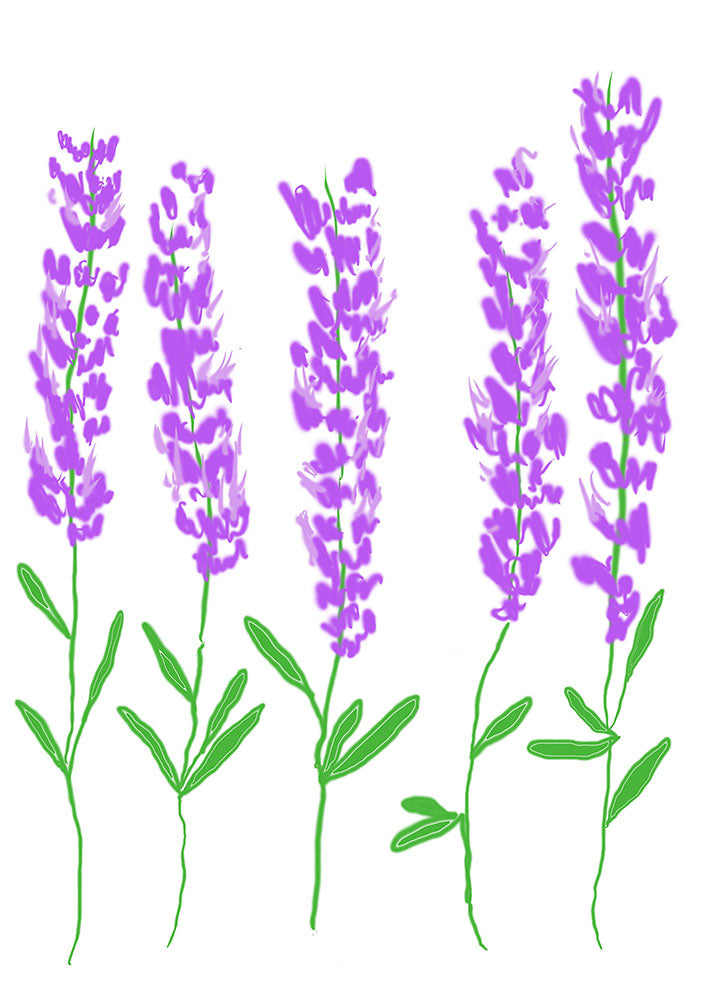 Lavender Digital Image Download