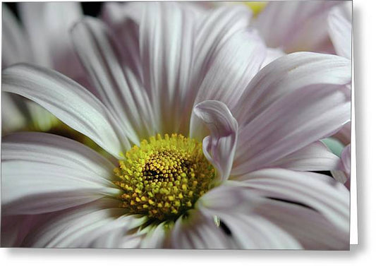 Light Lavender Daisies - Greeting Card