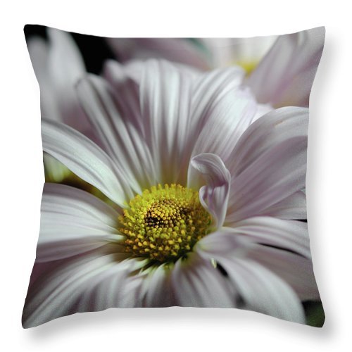 Light Lavender Daisies - Throw Pillow