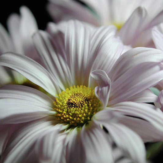 Light Lavender Daisies - Art Print